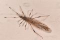 Berytinus montivagus
